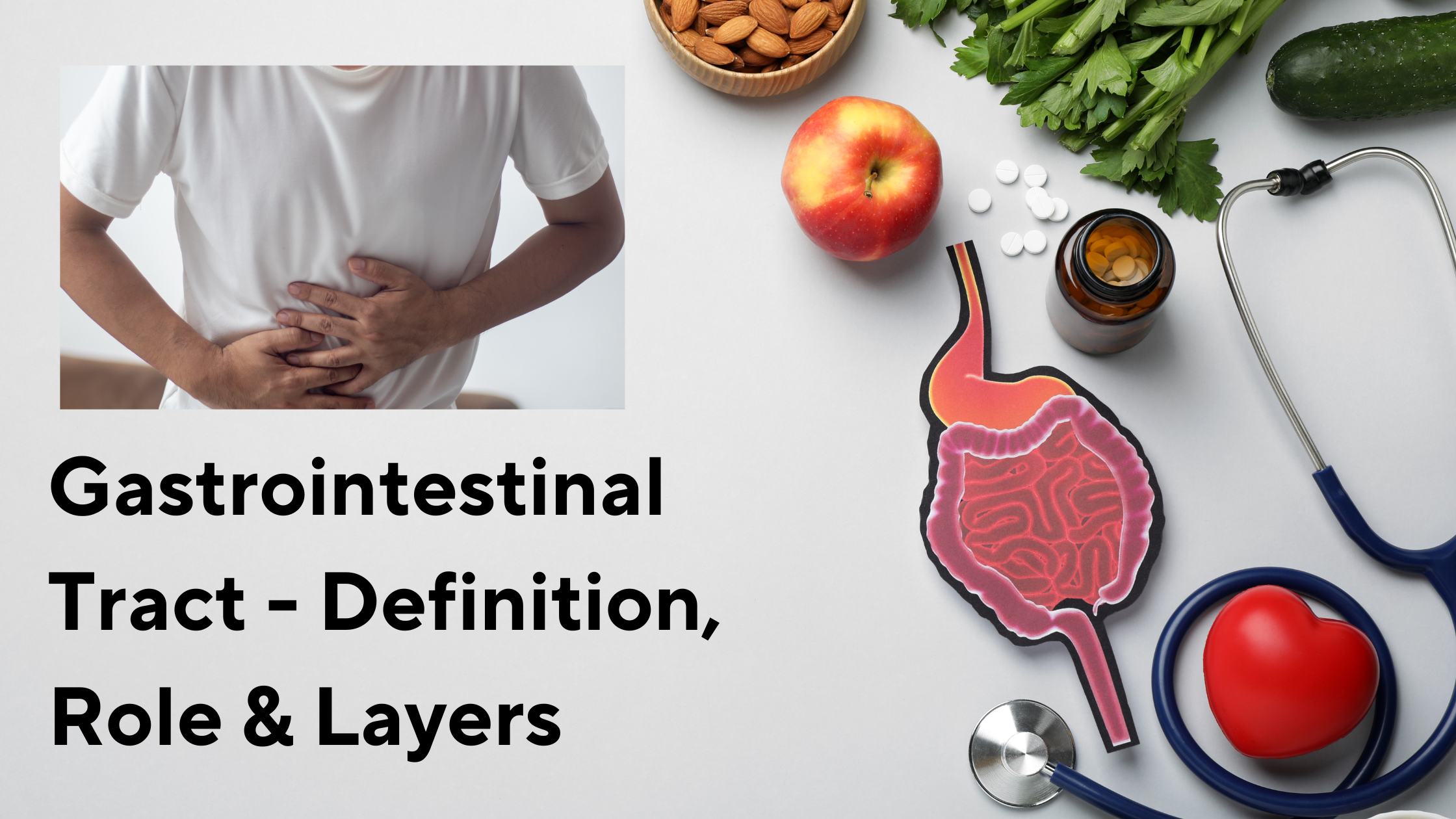 Gastrointestinal Tract - Definition, Role & Layers